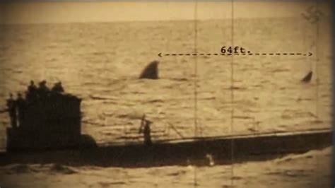 german u boat shark photo.